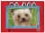mydog.jpg (14468 bytes)